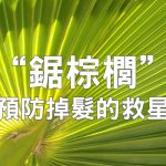 聽說鋸棕櫚是預防禿頭的天然救星？詳談鋸棕櫚的效果