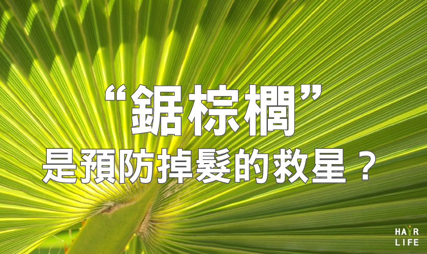 聽說鋸棕櫚是預防禿頭的天然救星？詳談鋸棕櫚的效果
